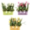 Композиция цветочная "Тюльпаны-Трио" 22,5х25см 3 цвета