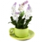 Композиция цветочная "Первоцвет" в декоративной чашке с блюдцем 20см