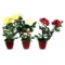Композиция цветочная "Садовая роза" в горшке h50см