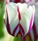 Тюльпан Тюльпан сорта Экспрешн запоминается своим необычным окрасом. Расцветка под бело-розовый мрамор выделяет этот цветок среди других тюльпанов. Крупный цветок привлекает внимание и завораживает своей красотой. Настоящая экспрессия воплотилась в э