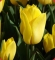 Тюльпан Классический тюльпан насыщенно-желтого цвета с длинными вытянутыми лепестками . Один из самых долго стоящих в срезанном виде, за что пользуется заслуженной популярностью у флористов и является самым распространенным сортом желтых тюльпанов на
