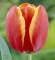 Тюльпан Тюльпан сорта Bombita имеет красный цвет с широкой желтой каймой. Цветок, будто излучает солнечный свет изнутри. Идеально подходит для торжественных событий. Бутон до 7 см.
Высота растений: 45 – 70 см. Упаковка: 20 шт.