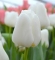 Тюльпан Whte Dream белоснежный тюльпан, является символом чистой любви. Бутон до 8 см. Олицетворение нежности и чистоты. Букеты из таких тюльпанов смотрятся очень эффектно. Бутон до 6 см. 
Высота растений: 40 – 55 см. Упаковка: 20 шт.