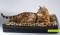Лежанка для кошек и собак прямоугольная мех/велюр 40х60 см Наполнитель: гранулы пенополистирола