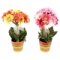 Композиция цветочная "Герберы" в горшке с бантом, 2 цвета