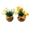 Композиция цветочная "Нарциссы в плетенном горшочке" h14см 2 цвета