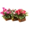Композиция цветочная "Цикламен" в декоративном пеньке 29см