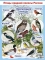Плакат.  ДЕТСК.  А2.  ОЖ.   ПК4-168.  Зимующие птицы