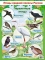 Плакат.  ДЕТСК.  А2.  ОЖ.   ПК4-169.  Перелетные птицы