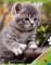 Дневник твердая обложка универсальный КТС Животные Котёнок - взгляд