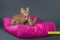 Лежанка для кошек и собак прямоугольная, нейлон 40х60 см Наполнитель: гранулы пенополистирола